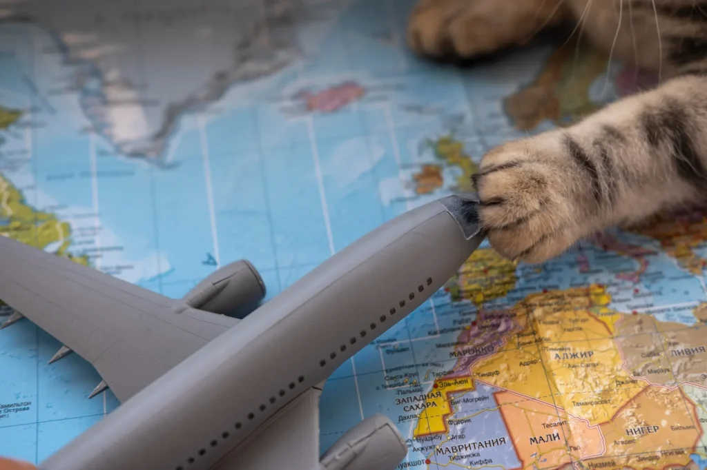 Ehrlich gesagt, wer liebt es nicht? Dieses Gefühl, wenn man ein echtes Schnäppchen gemacht hat. Ich erinnere mich, wie ich letztes Jahr völlig verzweifelt vor dem Laptop saß. Köln-Bonn Flughafen. Ich wollte einfach nur weg. Aber die Preise... Wahnsinn. Es ist manchmal echt zum Haare raufen, oder? Man sucht und sucht, und am Ende ist man nur verwirrt. Aber ich habe gelernt. Aus Fehlern. Und heute teile ich das mit euch. Ganz ohne Filter. Der Flughafen Köln/Bonn „Konrad Adenauer“ liegt am südöstlichen Stadtrand in Wahnheide. Das wissen die meisten. Aber wie man von hier aus wirklich günstig wegkommt, ist eine andere Sache. Es ist nämlich so, dass viele Leute einfach falsch suchen. Flugtickets sind ja nicht statisch im Preis. Das ändert sich sekündlich. Manchmal fühlt es sich an wie an der Börse.